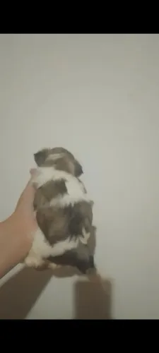 Shitzu macho 