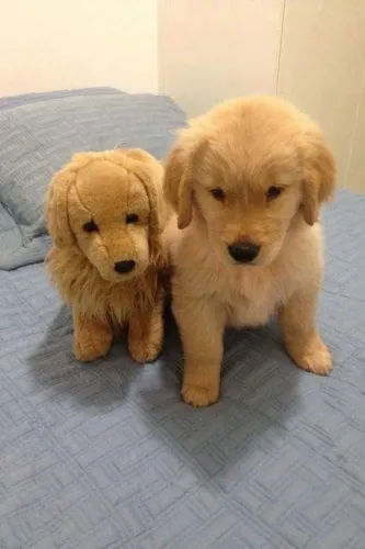 Golden Retriever Um novo amigo fofo para todos os momentos