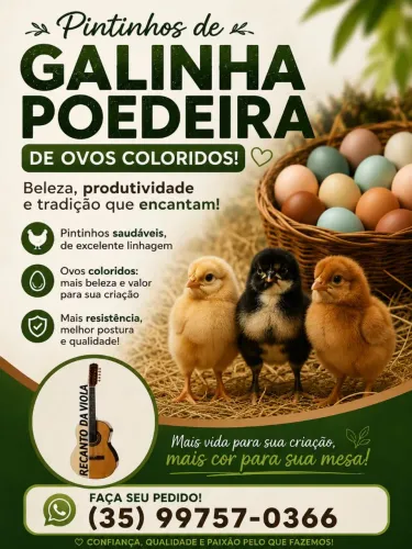 Pintinho postura de ovos coloridos