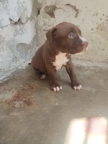 Filhotes de Pitbull