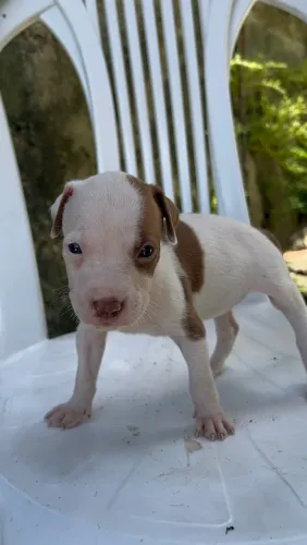 Pitbull à venda