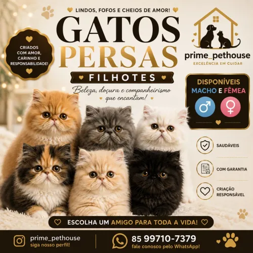 Gatos persas 