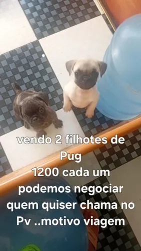 Vendo dos pug cachorro