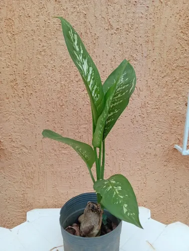 Planta