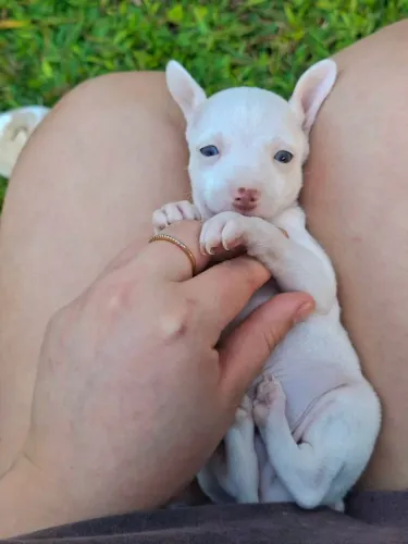 Pinscher albino 