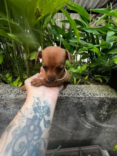 Pinscher fêmea 00