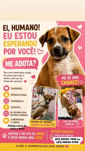 Cachorra doação