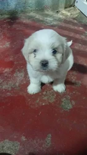 Maltês 