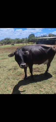 Vacas Prenhas 