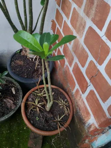 Mudas de Rosa do Deserto