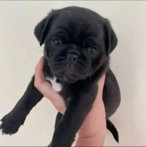 Filhote de Pug o companheiro que faz a casa ficar mais feliz