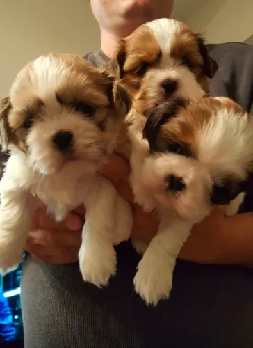 Shih Tzu Pequenos no tamanho, enormes na capacidade de apaixonar!