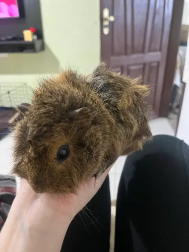 Porquinha da índia