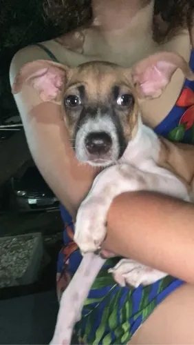 Cachorrinha para doação