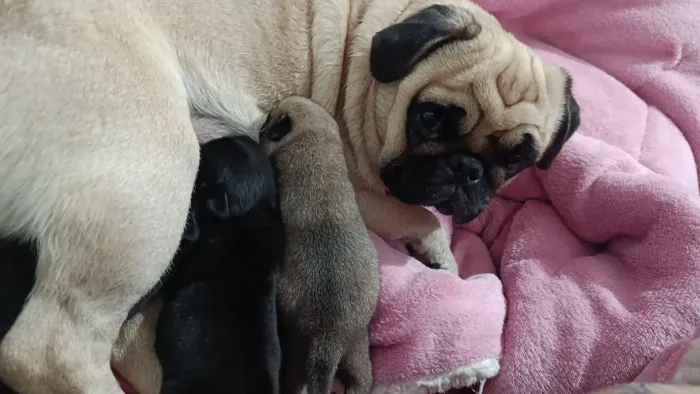 Lindos PuG