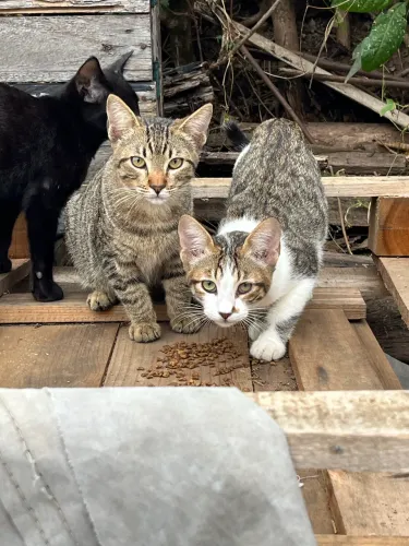 Gato macho para doação em Cariacica