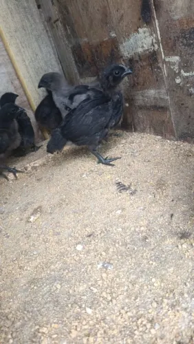 Pintinhos de Cemani 