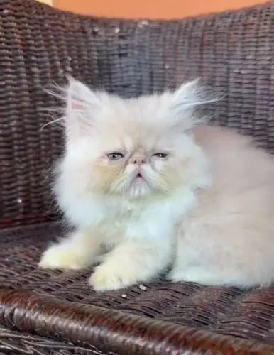 Gato persa macho e fêmea