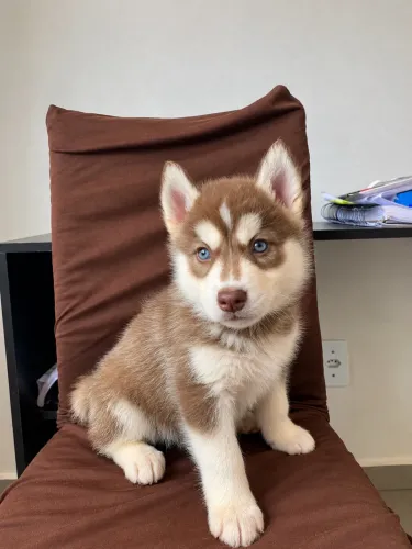 Filhote de Husky Siberiano