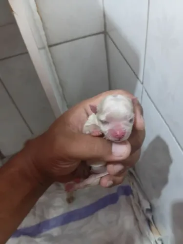 Cachorros Raça Maltes