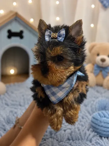 Incríveis filhotes de yorkshire mini macho