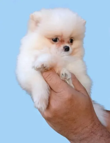 Spitz Alemão Bem Cuidado