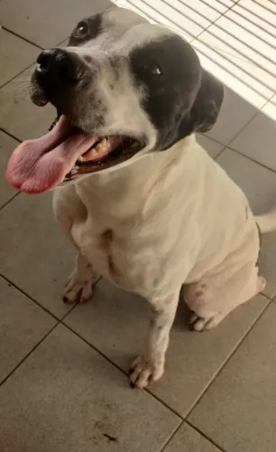 Cookie Adoção