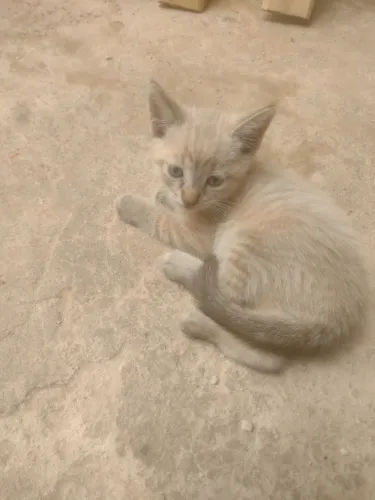 Gatos doa se