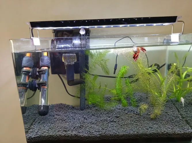 Aquario