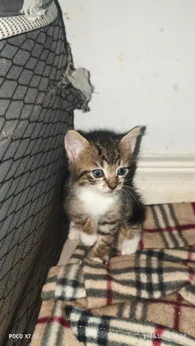 Filhote de gato