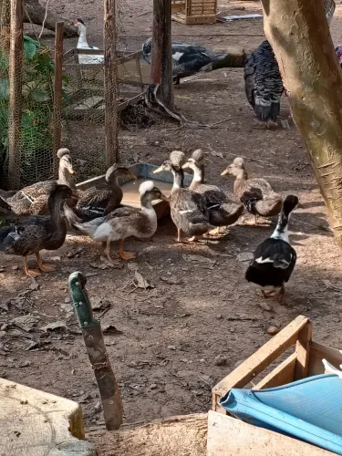 Pompom (marreco,pato)