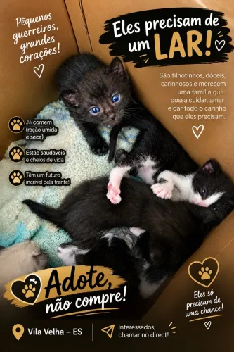 Gatinhos apx, 40 dias