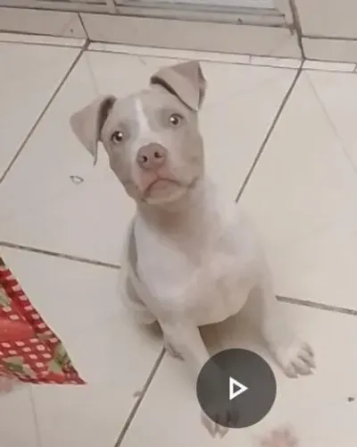 Vendo filhote de Pit Monster macho vacinado com a primeira dose e vermífugado com pedigree