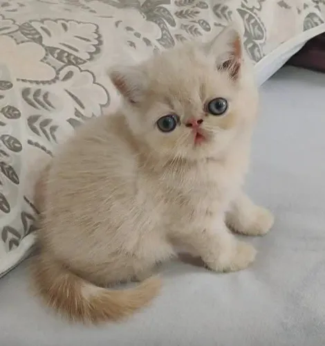 Gatinho Persa exótico 
