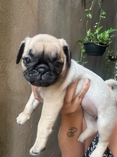 Filhotes pug