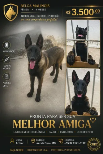 Belga Malinois