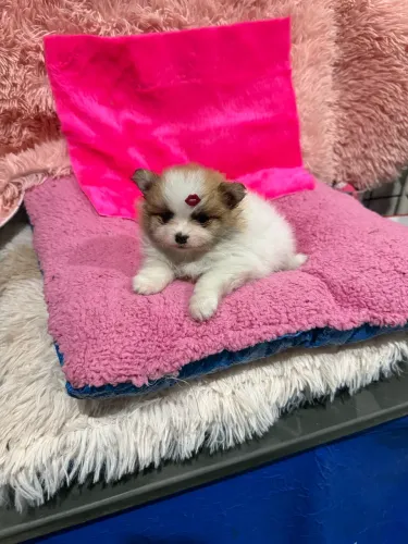 Lulu da pomerania femea anã