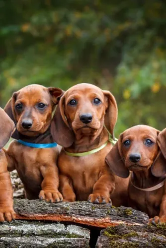 Basset / Cofap Um companheiro que respeita seu ritmo