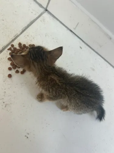 gatinha para doação