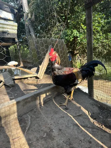 Frango caipira 
