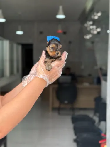 Um Yorkie para Fazer Parte dos Seus Melhores Momentos