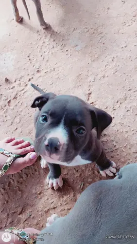 Pit Bull
