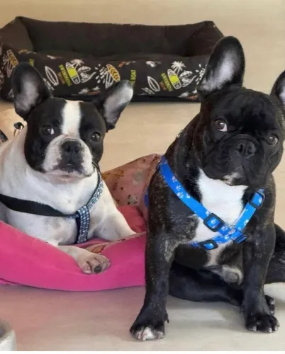 Buldogue francês 