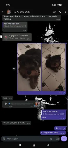 Vendo um yorkshire terrier