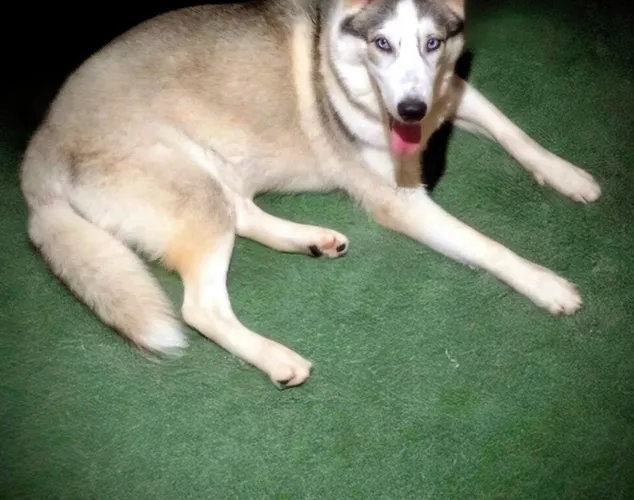 Vendo cachorro husky siberiano