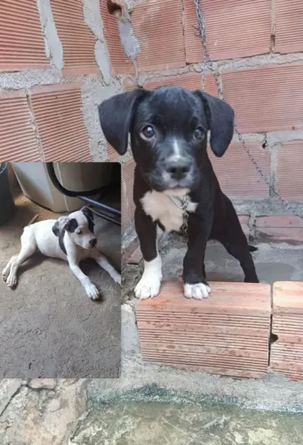 Vende-se cachorro de raça 
