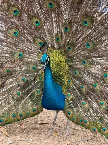 Casal disponível para venda, aves coloridas e exuberantes da espécie Pavo Cristatus