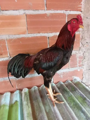 Galinhas