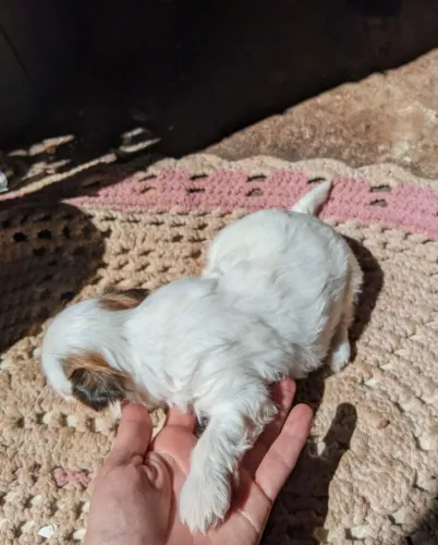 Shihtzu fêmea
