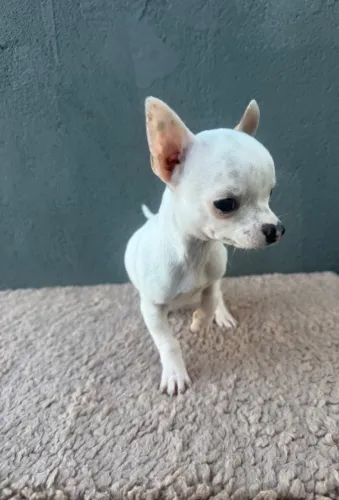Chihuahua